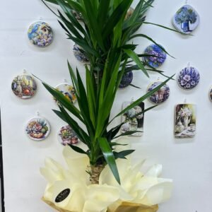 2 Li yucca bitkisi